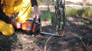 Best Organic Lawn Care Solutions  in Greenbrier, TN