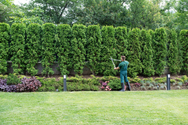 Best Sod Installation  in Greenbrier, TN