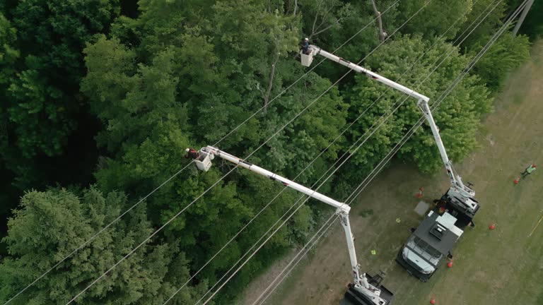 Trusted Greenbrier, TN Tree Removal Experts