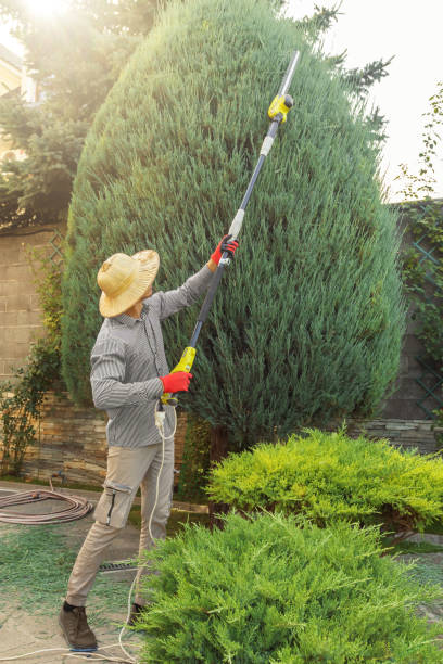 Best Tree Cabling and Bracing  in Greenbrier, TN