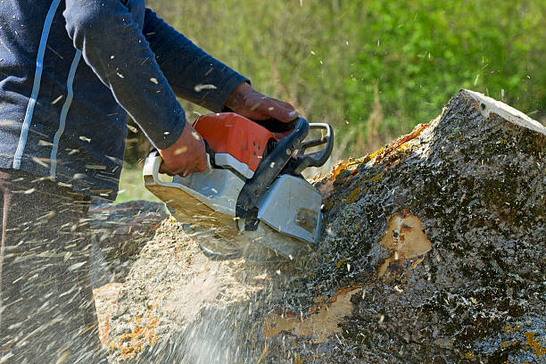 Best Tree Health Inspection  in Greenbrier, TN