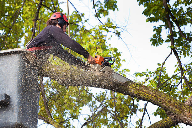 Soil Testing and Treatment in Greenbrier, TN