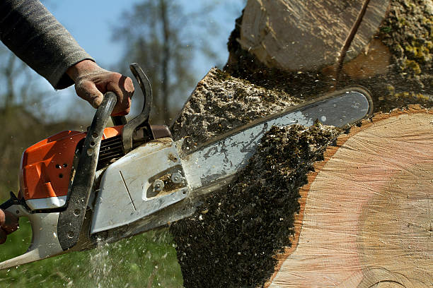 Best Emergency Tree Removal  in Greenbrier, TN